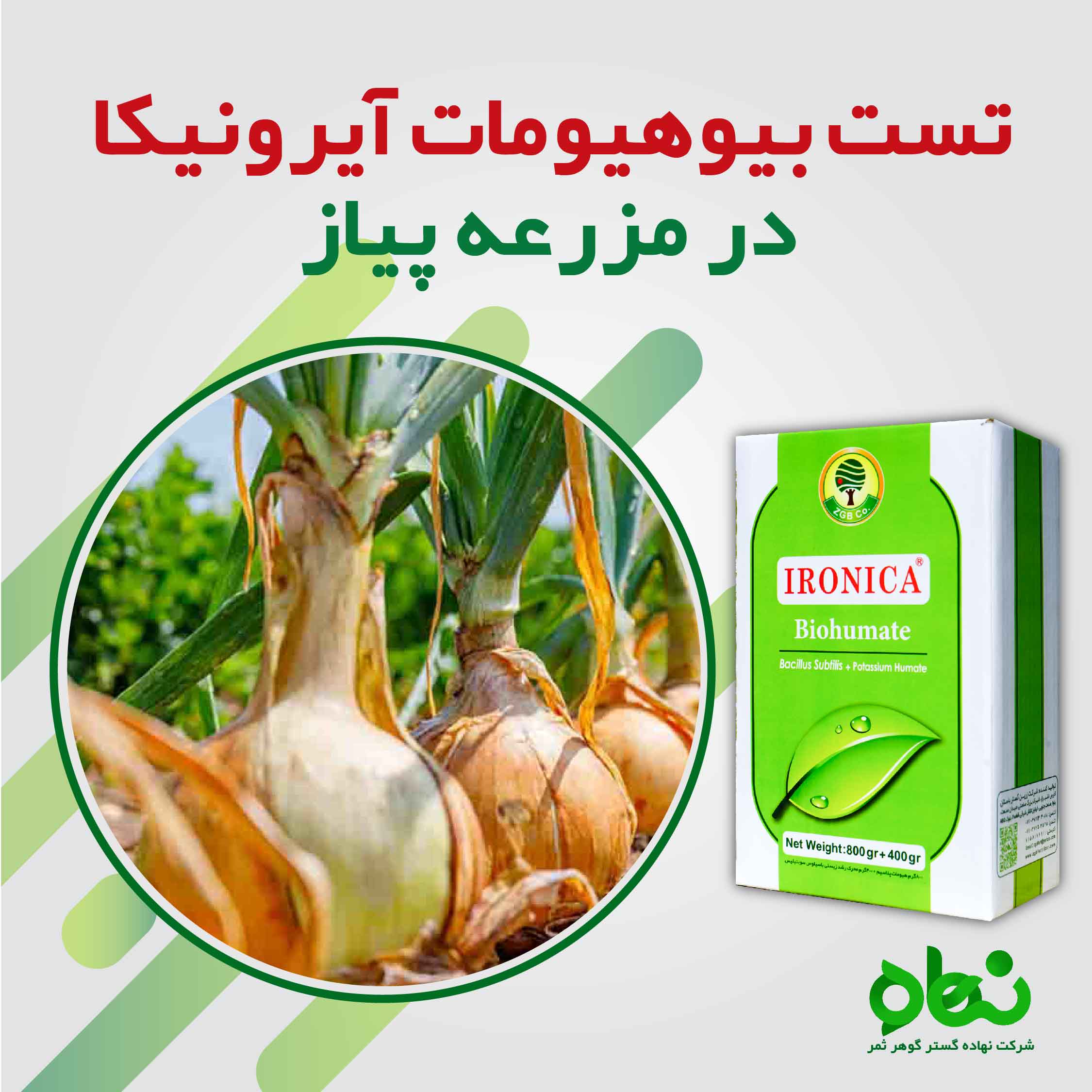 نتیجه تست بیوهیومات آیرونیکا در مزرعه پیاز